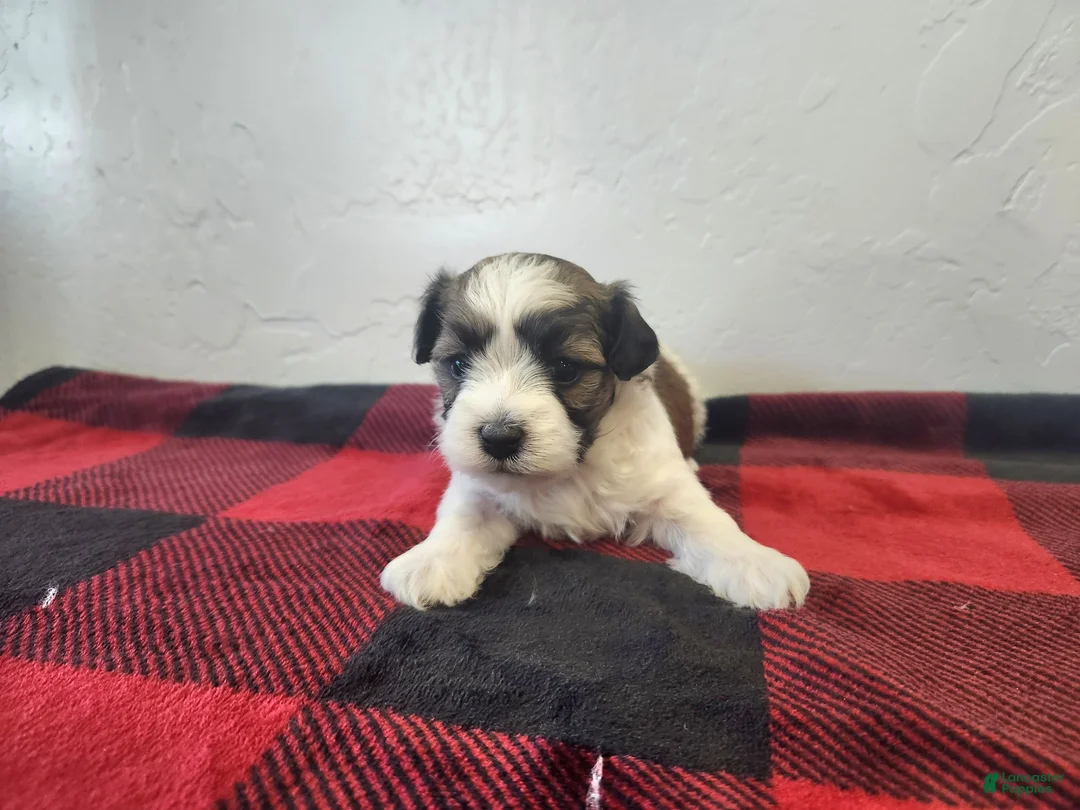 Havanese dogs for sale: WAYNE - Ad 1