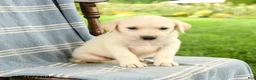 Mixed Breed dogs for sale: Claire - Ad 3