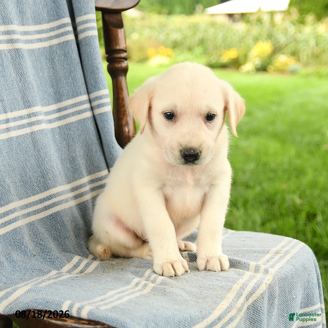 Mixed Breed dogs for sale: Claire - Ad 3