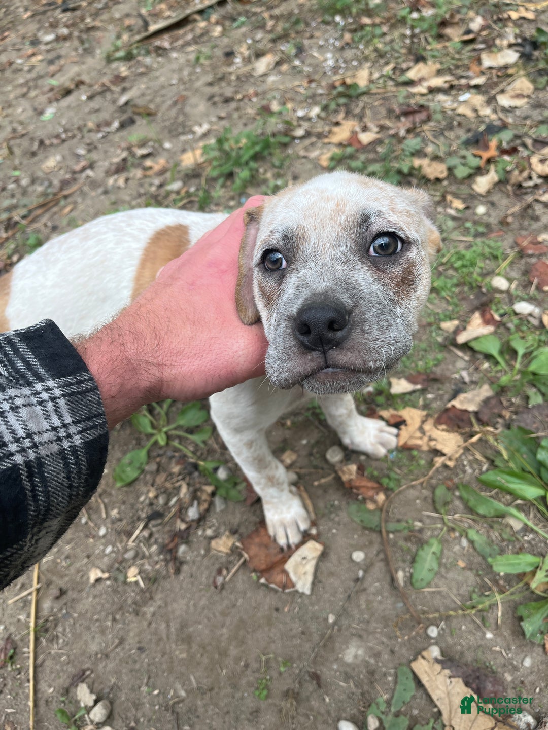 Mixed Breed dogs for sale: Mixed Breed Puppy 6 - Ad 11