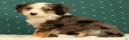 Mini Bernedoodle dogs for sale: Beauty - Ad 7