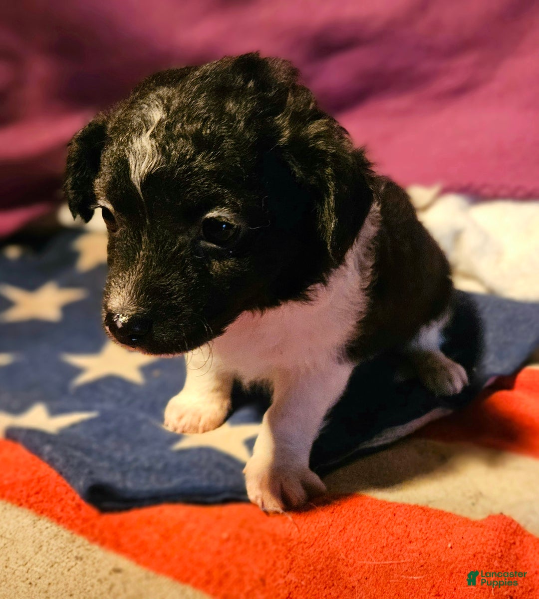 Chihuahua dogs for sale: Cindy (T-Cup) - Ad 10