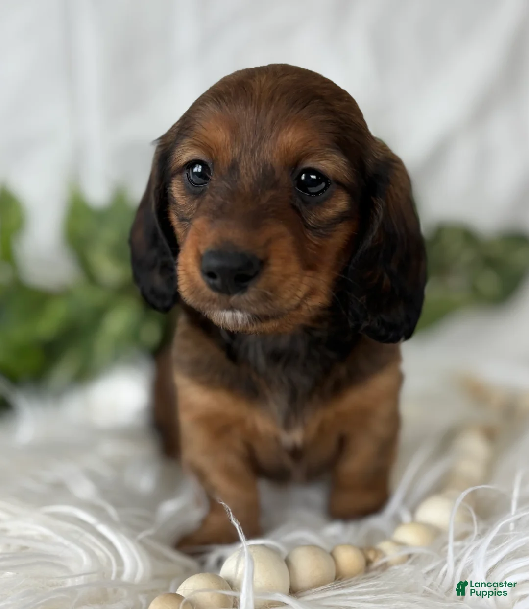 Miniature Dachshund dogs for sale: Star Girl Miniature Dachshund  - Ad 6