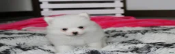 Pomeranian dogs for sale: Bianca  - Ad 8