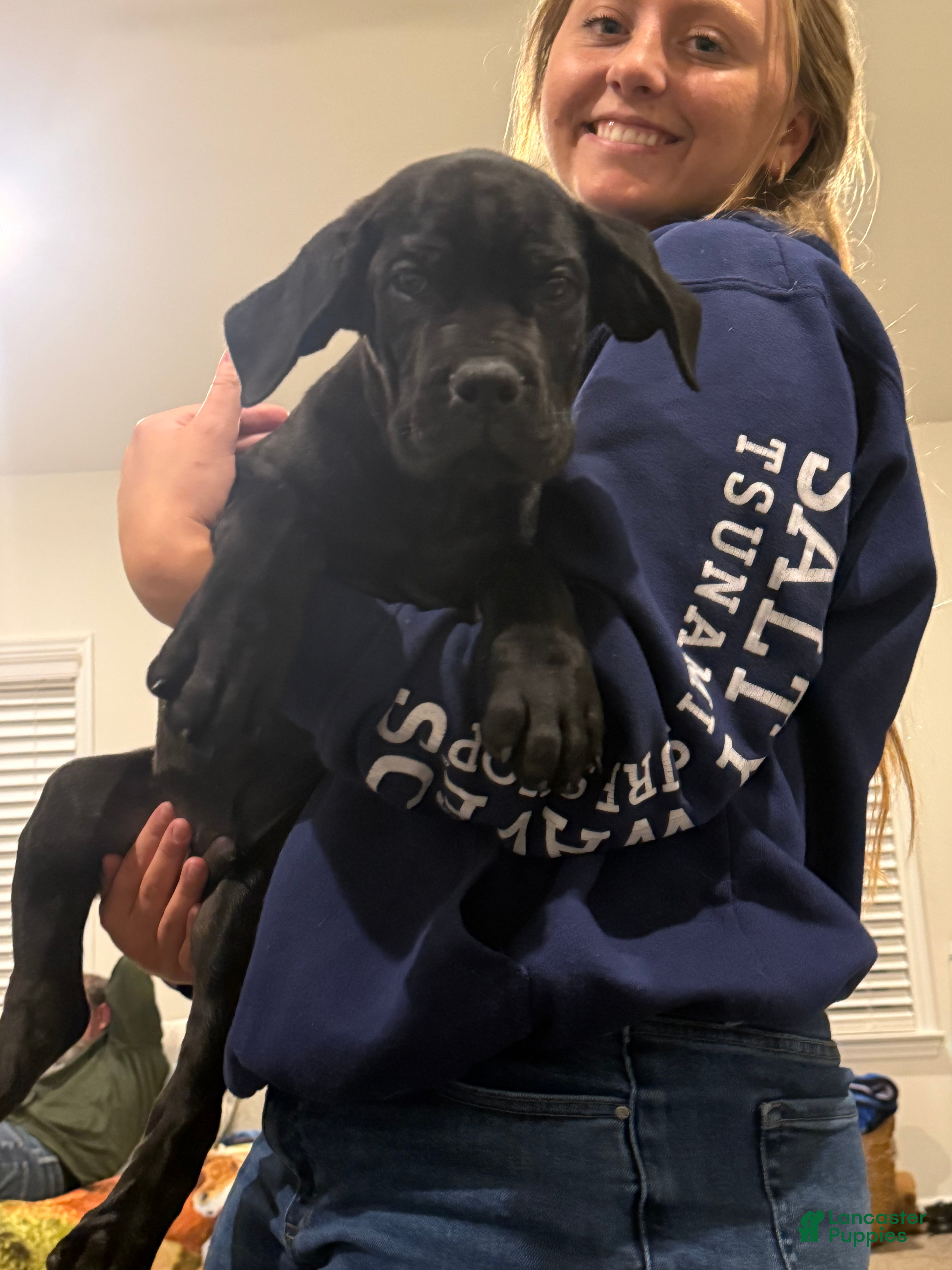 Cane Corso dogs Cane Corso Puppy 3 - Ad 2