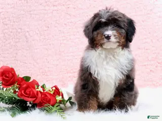 Mini Bernedoodle dogs Eliot - Ad 25