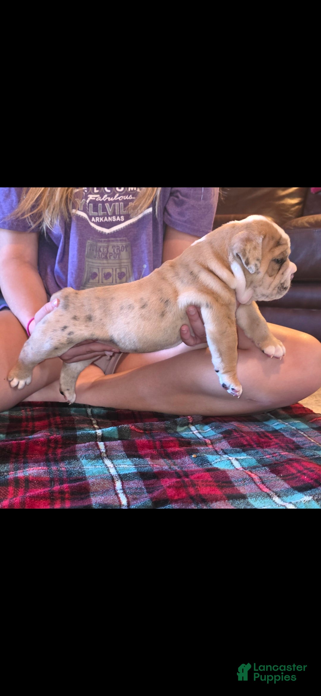 Mixed Breed dogs for sale: OLDE ENGLISH BULLDOG  - Ad 3