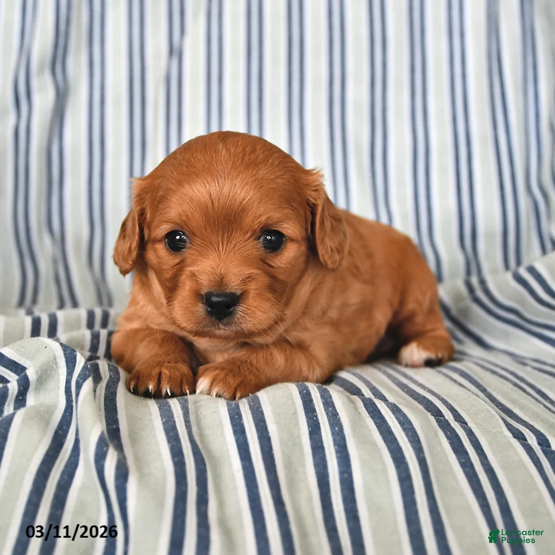 Cavapoo dogs for sale: Duke - Ad 1