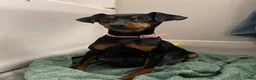 Miniature Pinscher dogs for sale: Porter - Ad 3