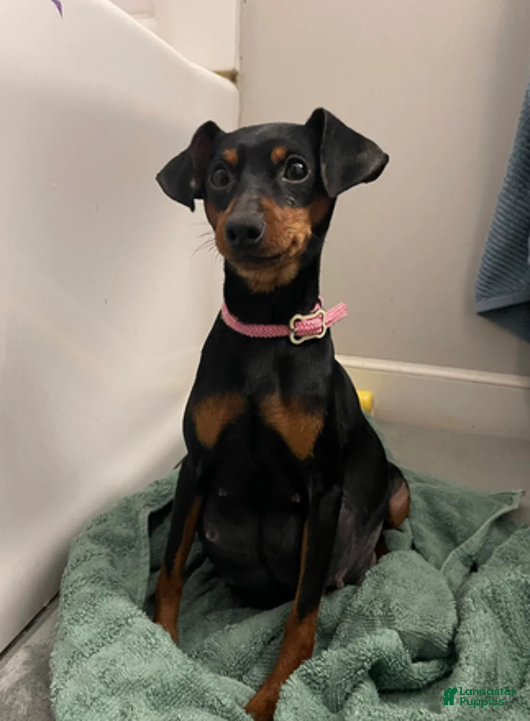 Miniature Pinscher dogs for sale: Porter - Ad 3
