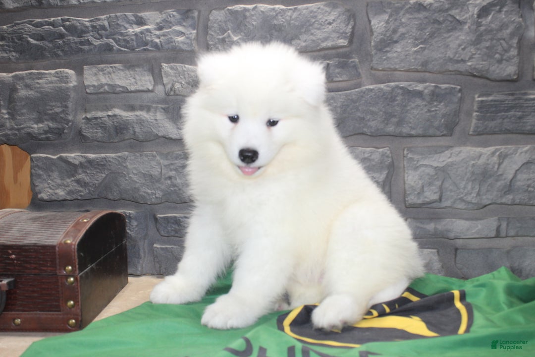 Chance for sale in Owen Lancaster Puppies