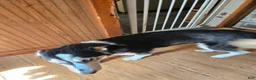 Siberian Husky dogs for sale: Girlie - Ad 4