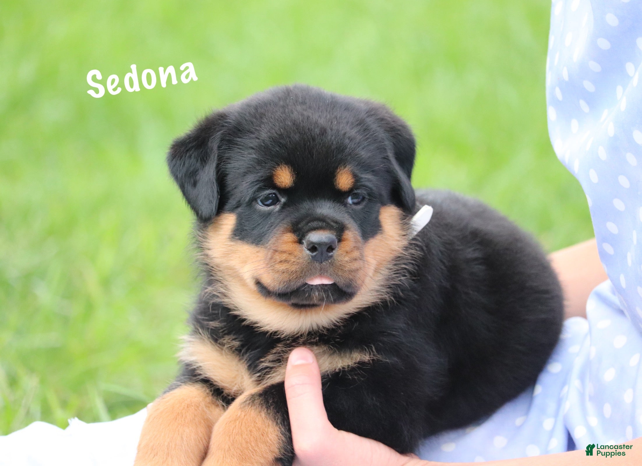 Rottweiler dogs Sedona w a Long Tail  - Ad 1