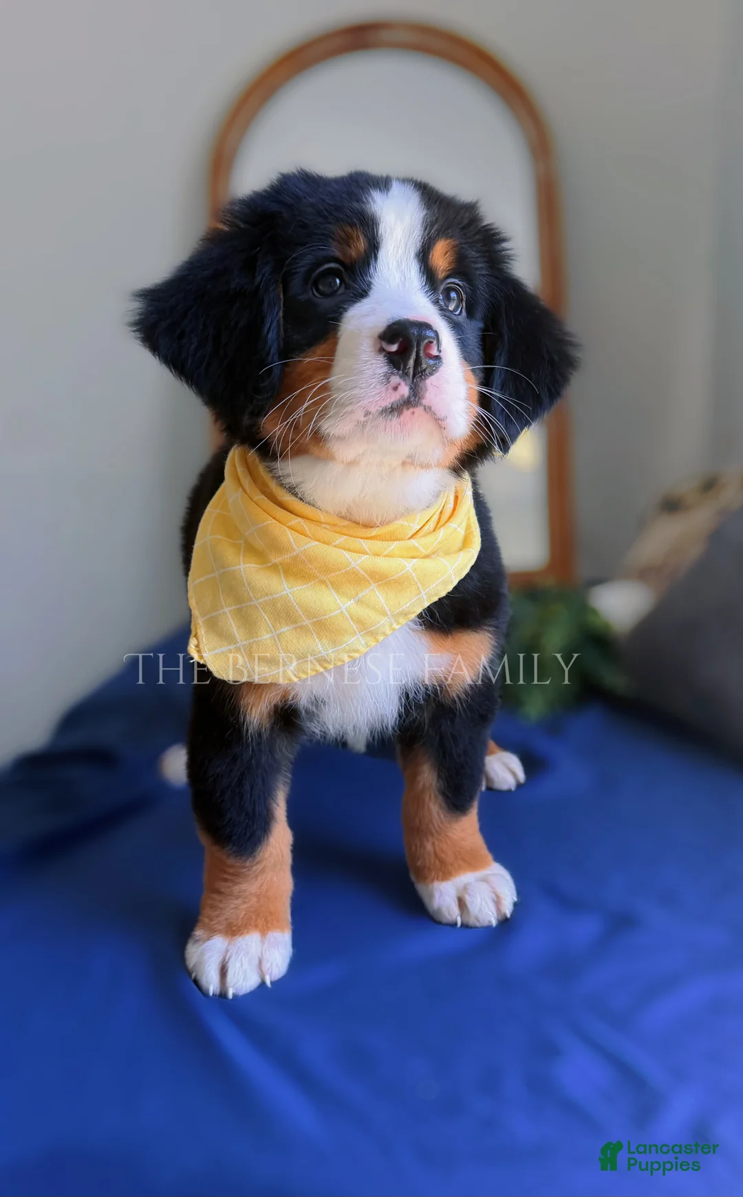 Bernese Mountain Dog dogs for sale: Melly - Ad 7