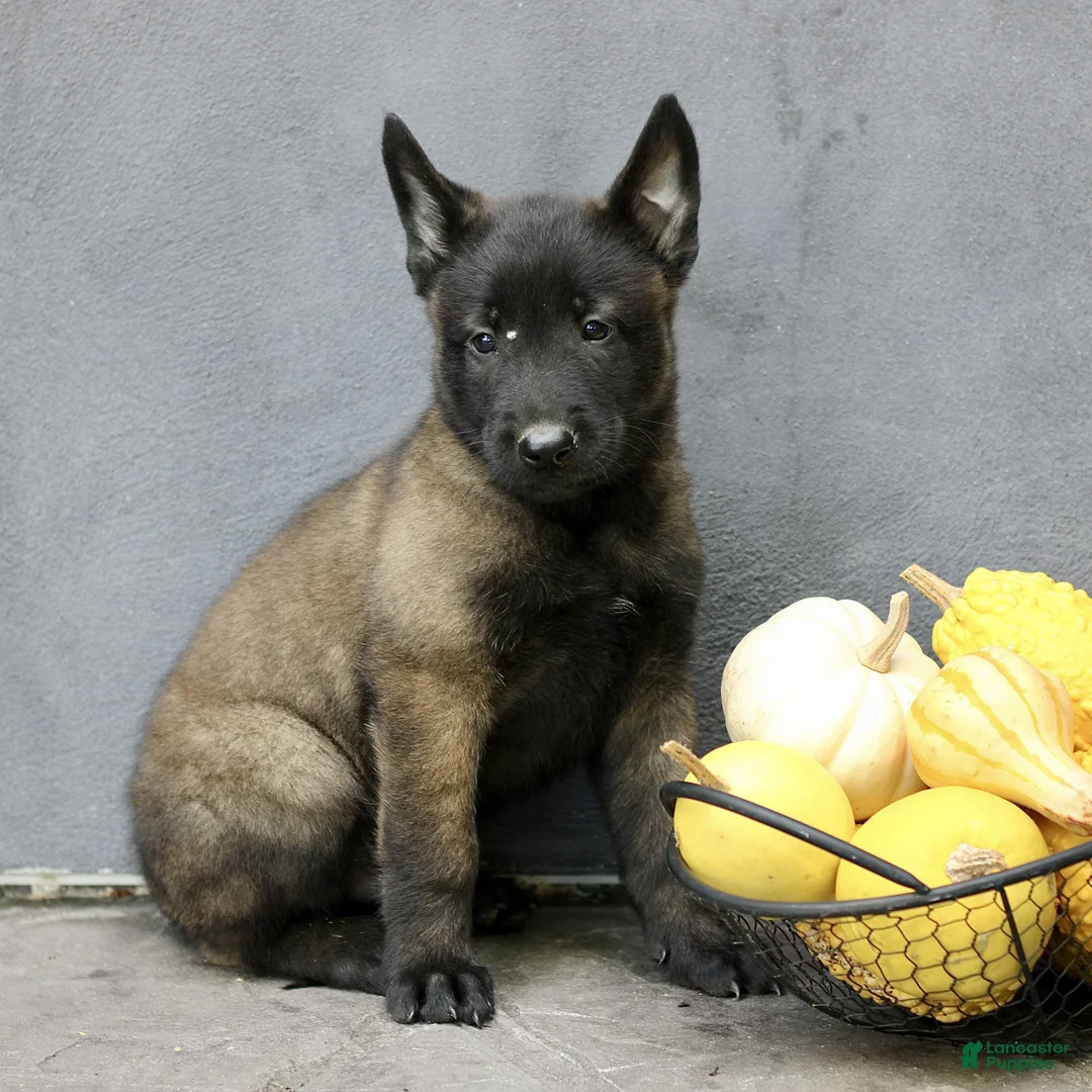 Belgian Malinois dogs for sale: Riley  - Ad 2