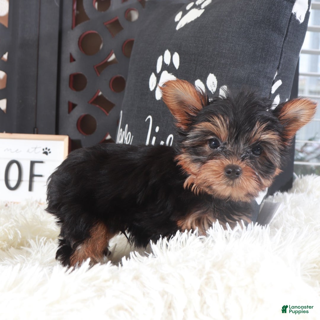 Yorkshire Terrier dogs for sale: Colt Adorable Teacup Yorkie - Ad 5