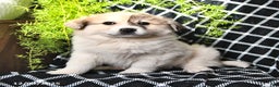 Great Pyrenees dogs for sale: Janie - Ad 5