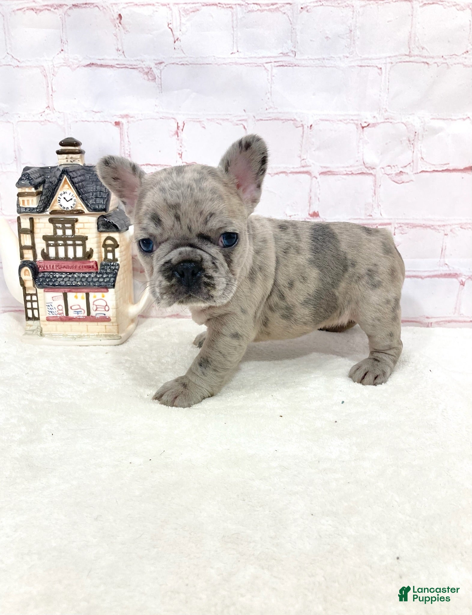 French Bulldog dogs Evie French Bulldog 2 - Ad 2