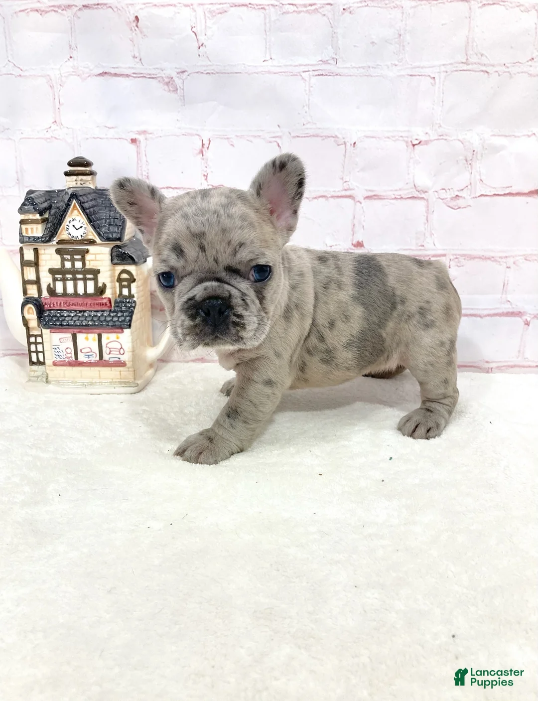 French Bulldog dogs for sale: Evie French Bulldog 2 - Ad 2