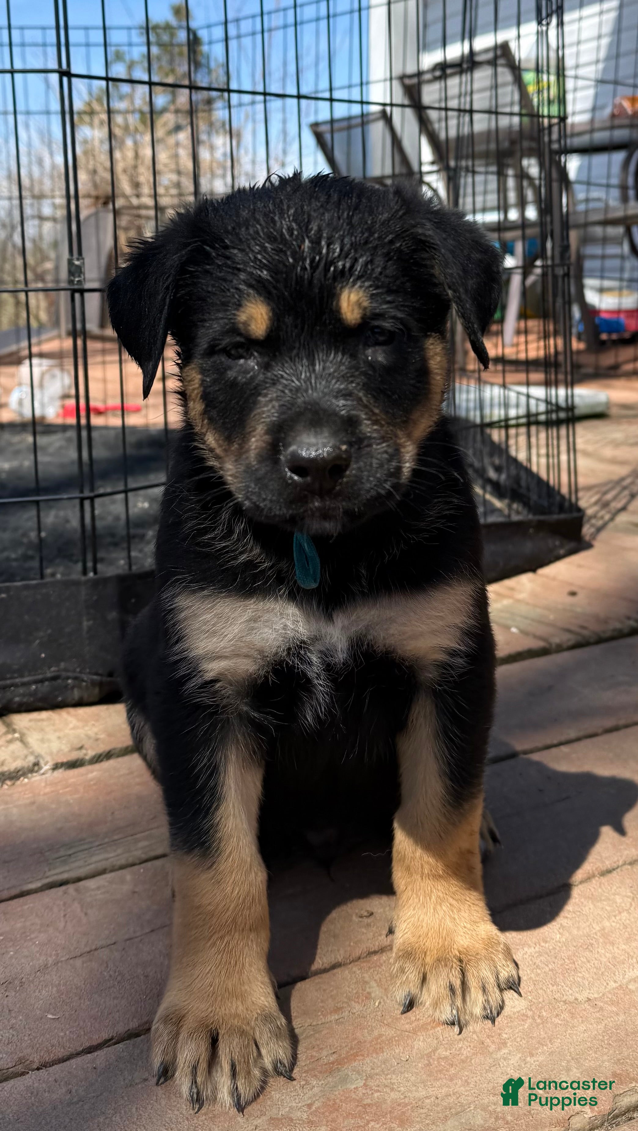 Mixed Breed dogs Light Blue Collar  - Ad 38