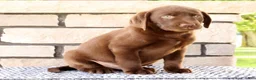 Labrador Retriever dogs for sale: Gator - Ad 5