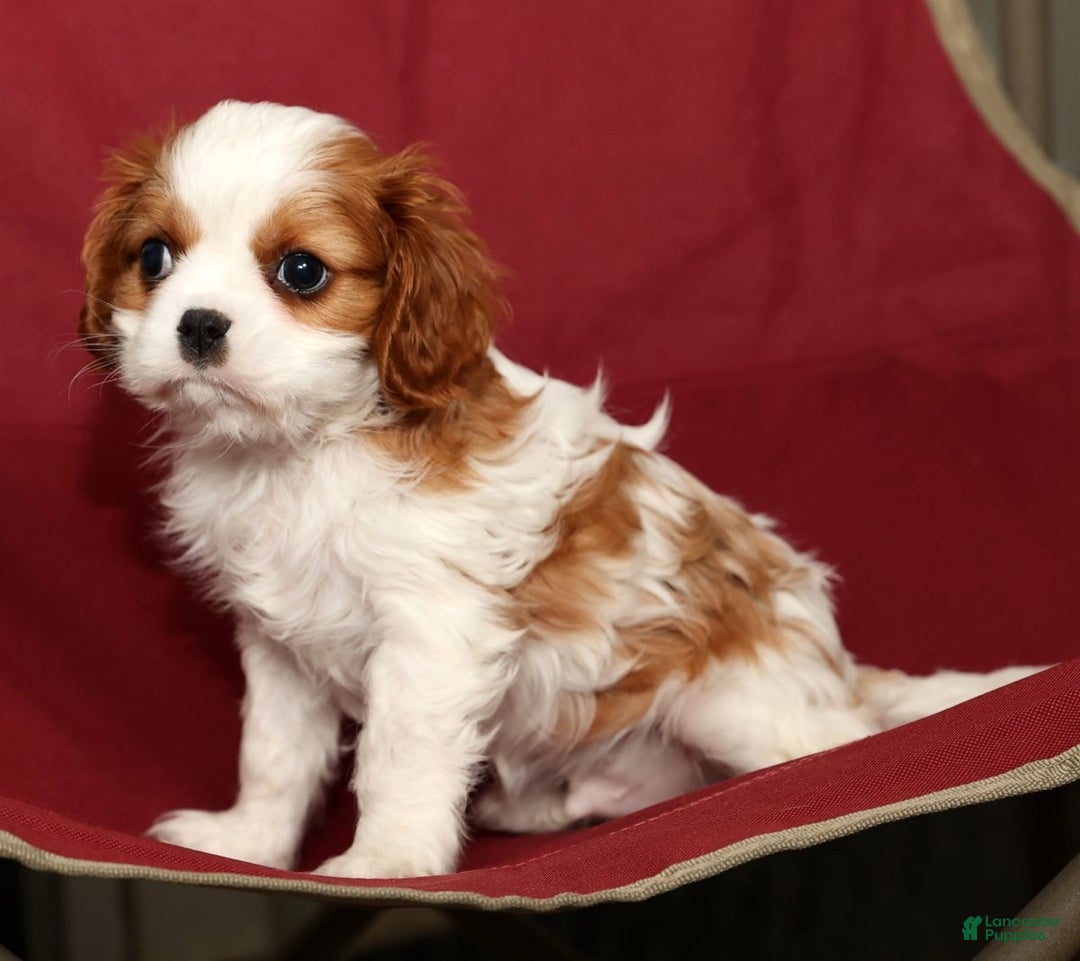 Cavalier King Charles Spaniel dogs for sale: Bingo - Ad 8