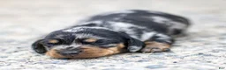 Miniature Dachshund dogs for sale: Ella Miniature Dachshund Puppy  - Ad 4