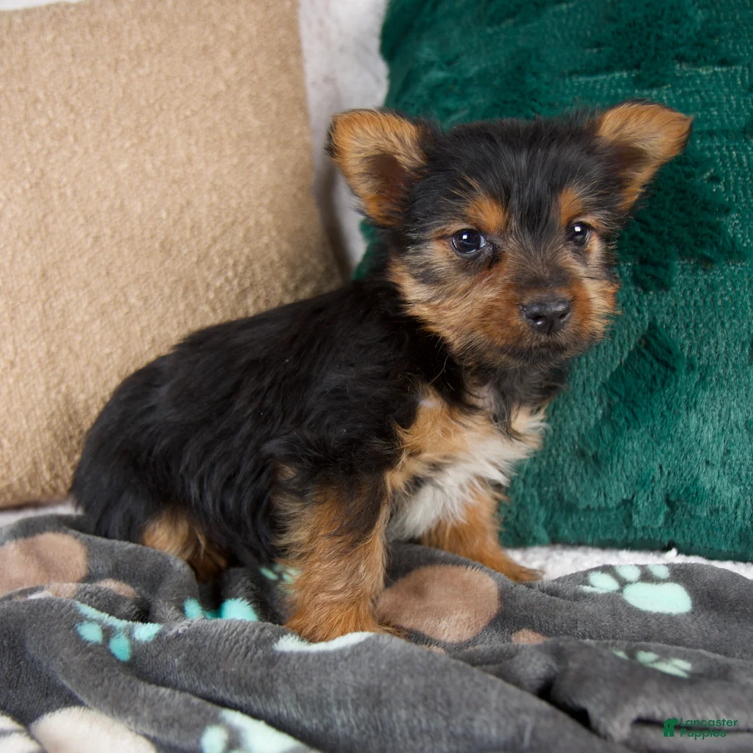 Yorkshire Terrier dogs for sale: Gail - Ad 2