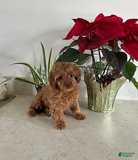 Cavapoo dogs Tinker - Ad 32