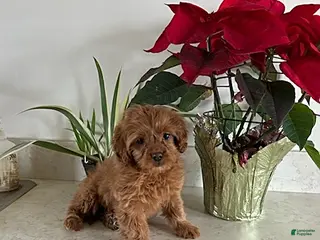 Cavapoo dogs Tinker - Ad 19