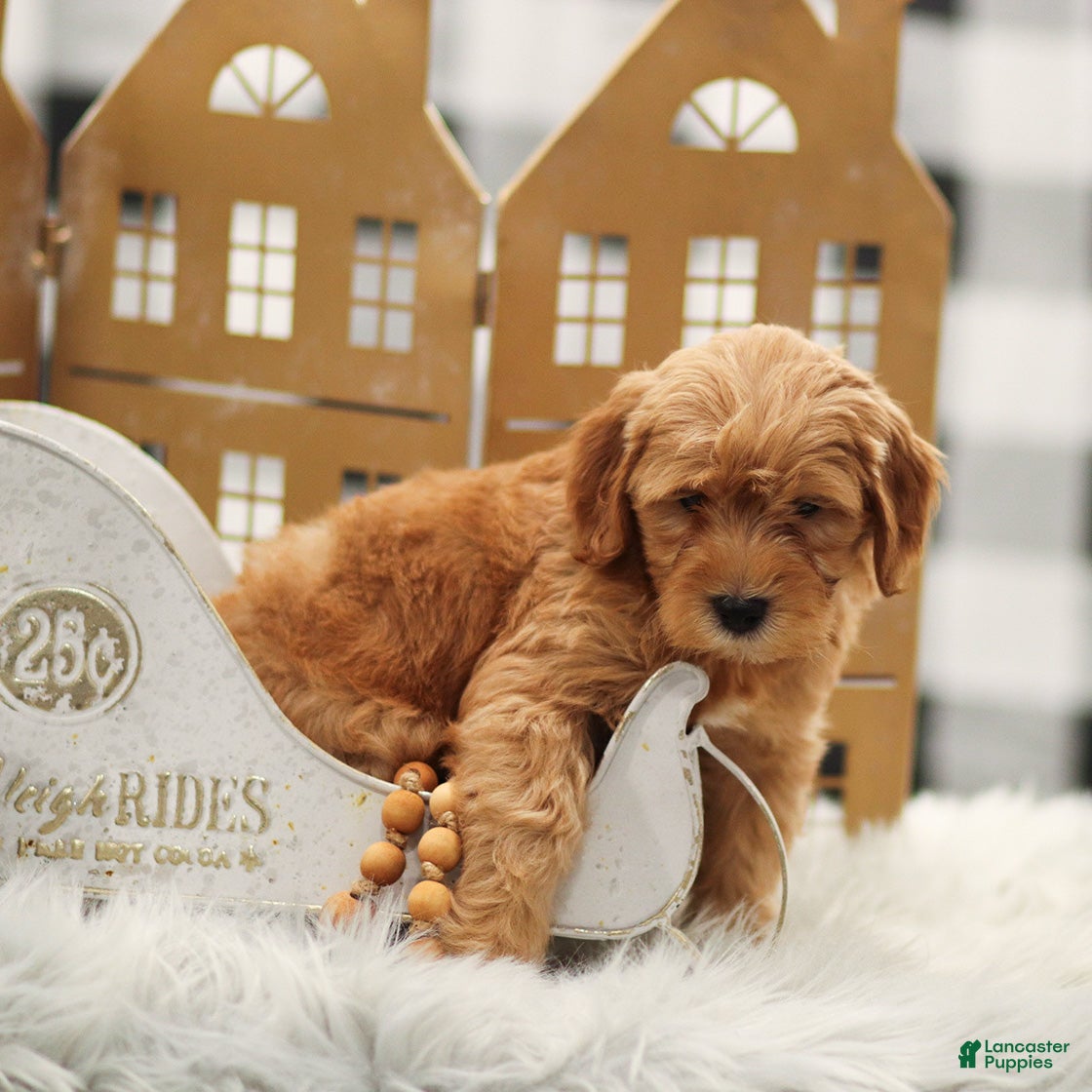 Goldendoodle dogs Levi - Ad 1