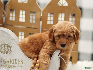 Goldendoodle dogs Levi - Ad 11