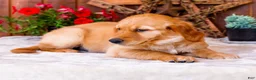 Golden Retriever dogs for sale: Violet - Ad 6
