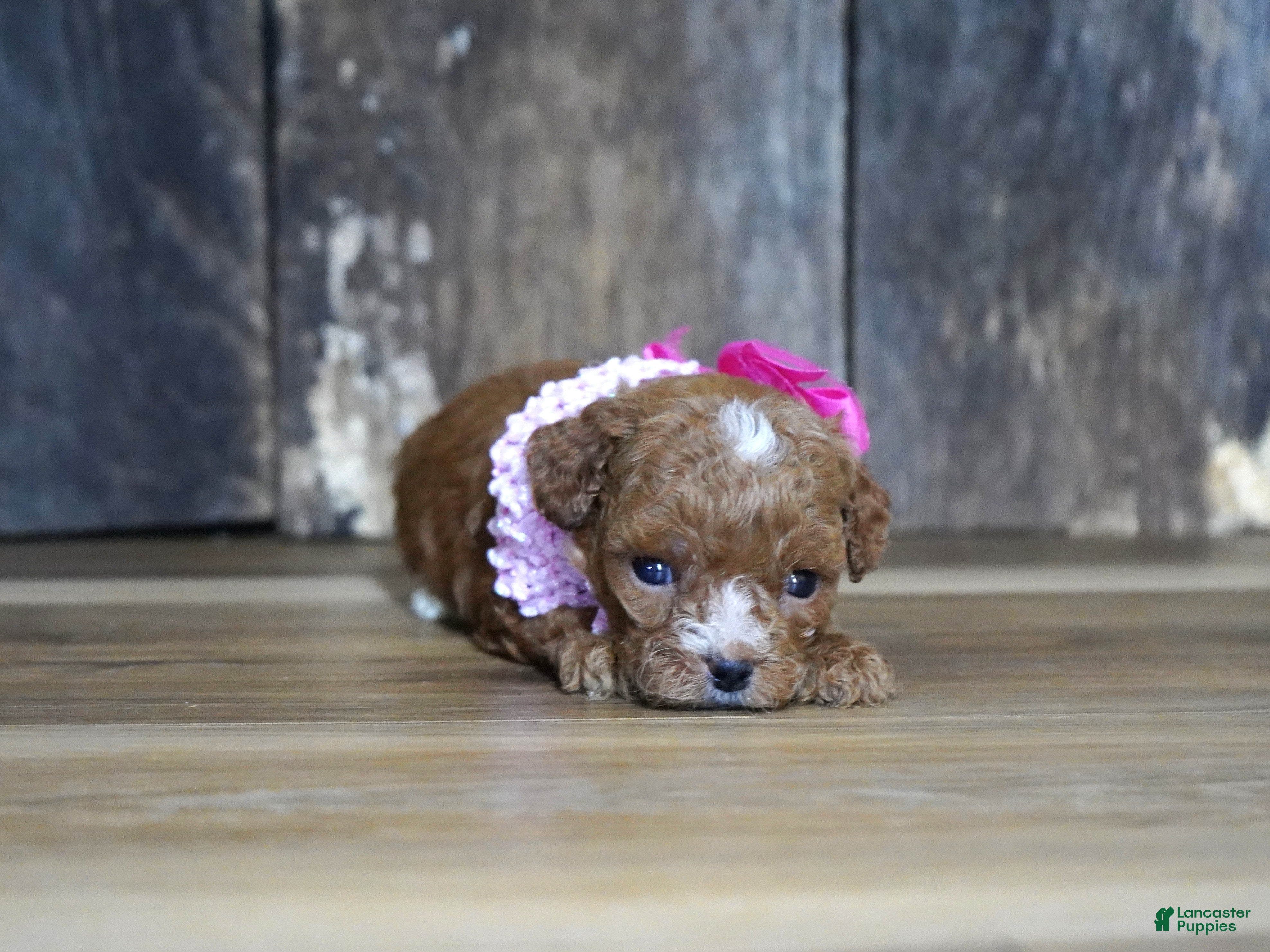 Cavapoo dogs Shae - Ad 13