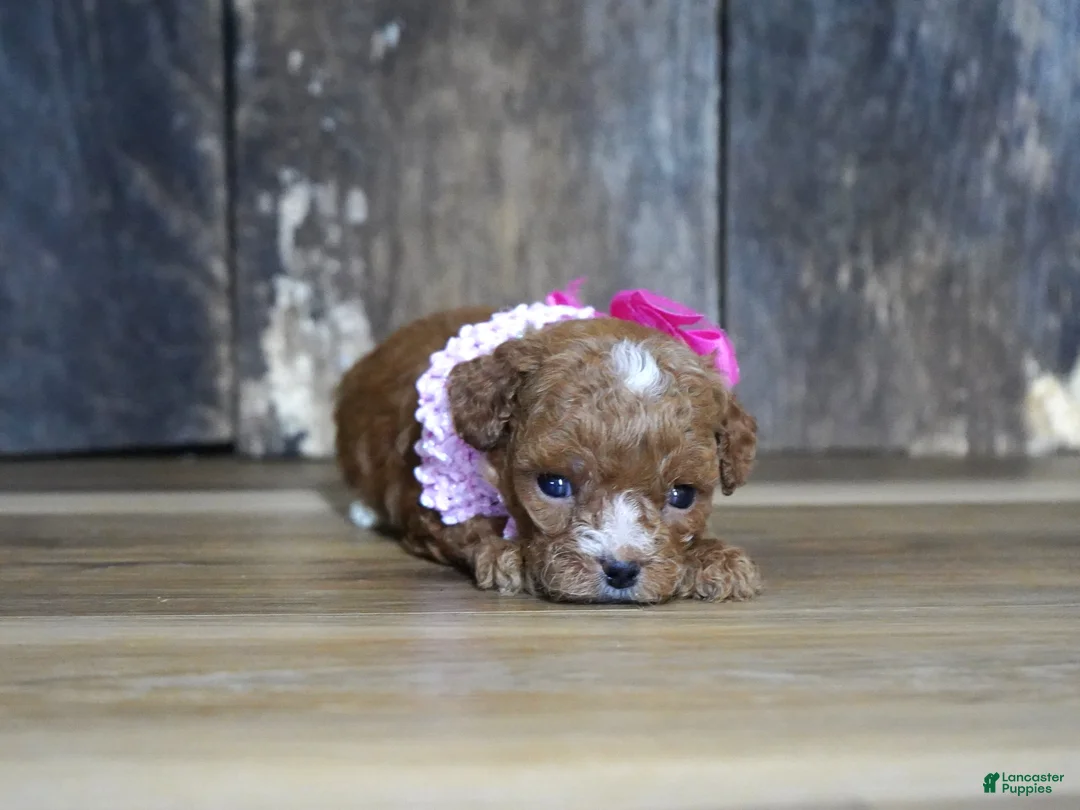 Cavapoo dogs for sale: Shae - Ad 1