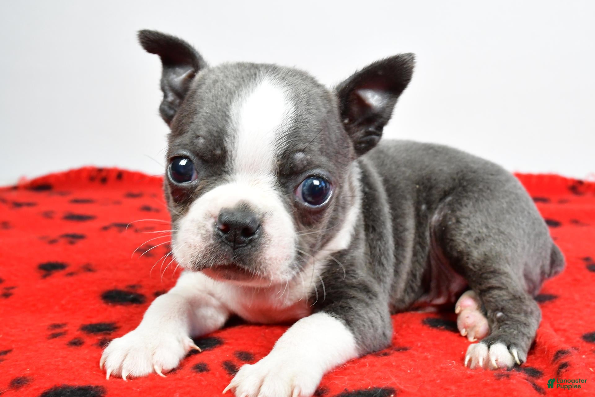 Boston Terrier dogs for sale: Tucker - Ad 1