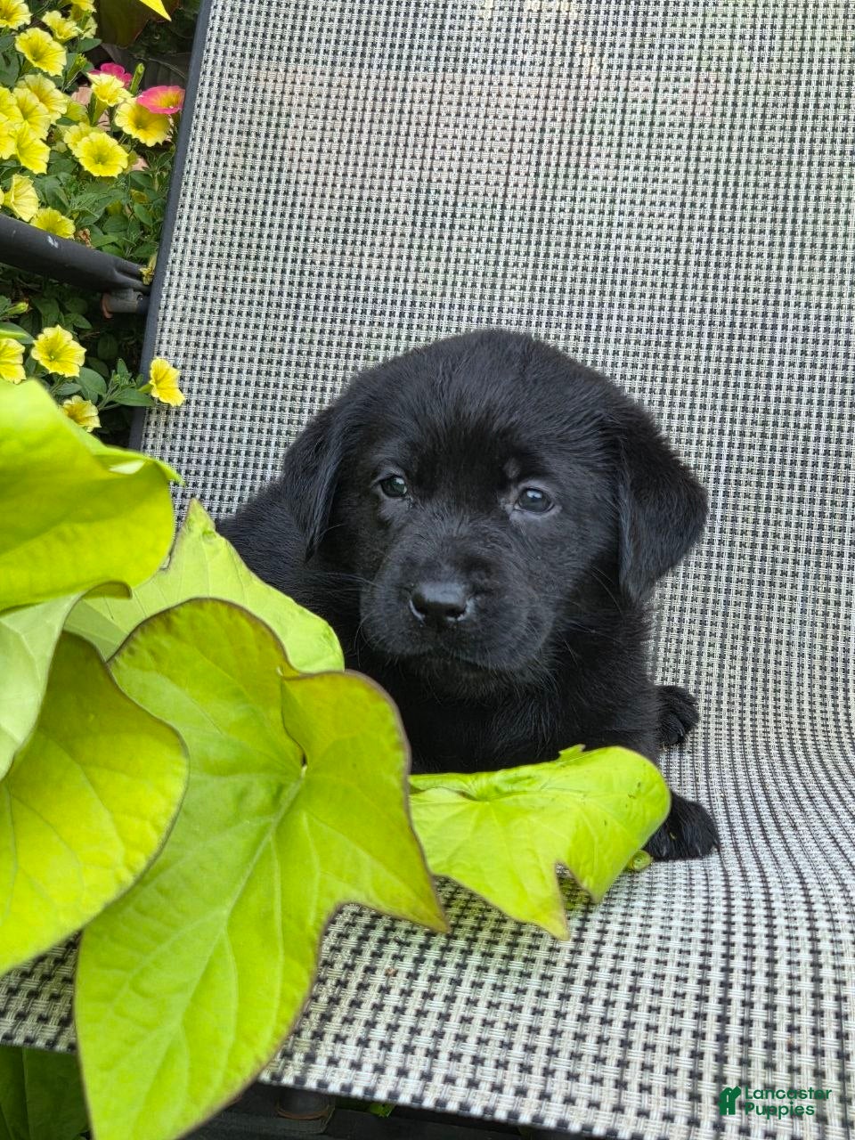 Labrador Retriever dogs Abby  - Ad 1