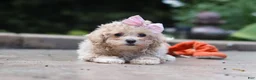 Maltipoo dogs for sale: Lilly - Ad 2