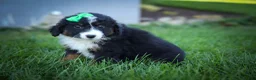 Mini Aussiedoodle dogs for sale: Landon💙 - Ad 7