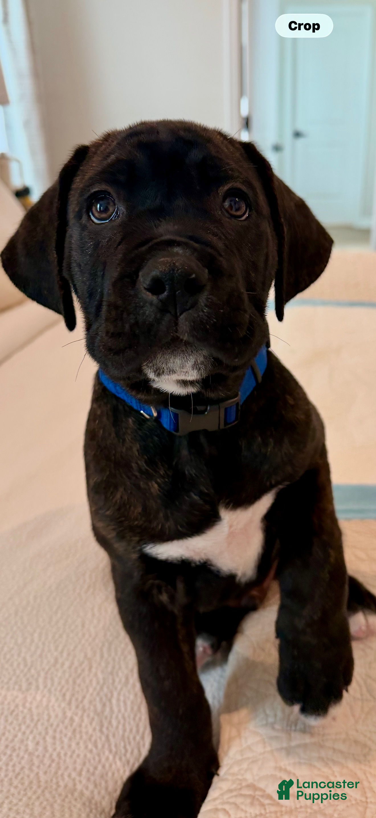 Cane Corso dogs Cane Corso Puppy 1 - Ad 2