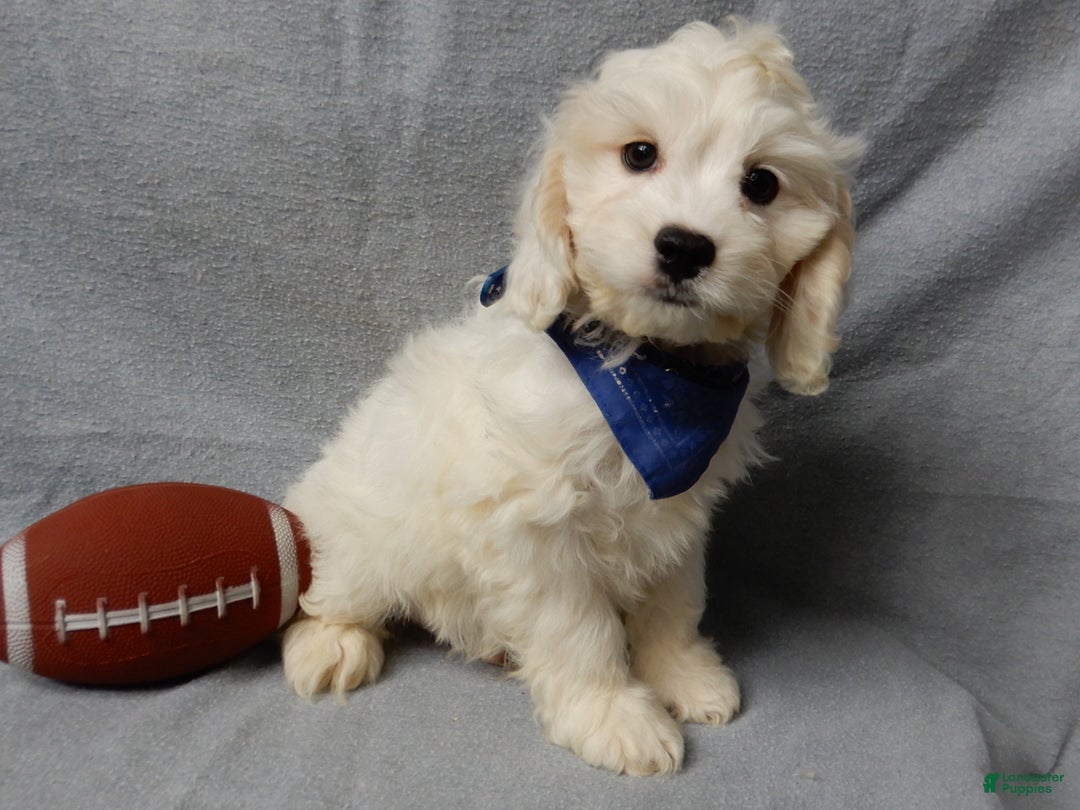 Cockapoo dogs for sale: Frosty - Ad 1