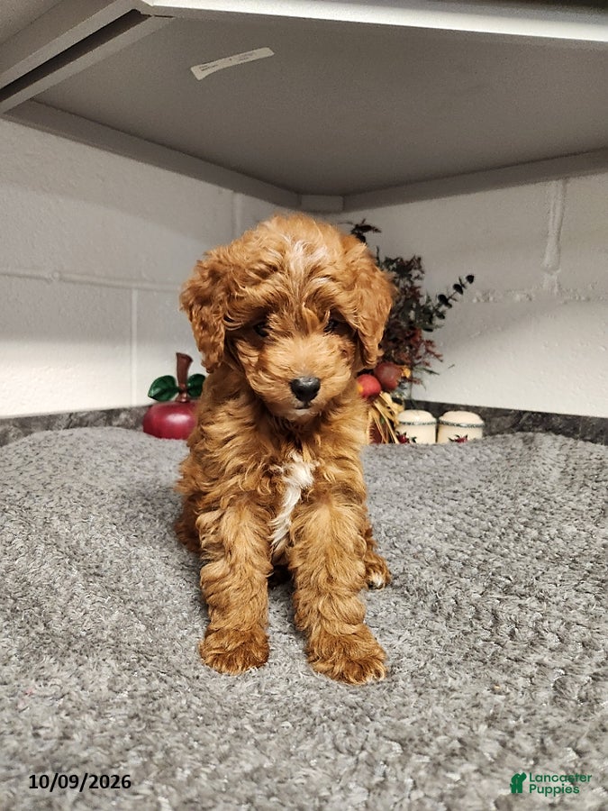 Mini Goldendoodle dogs for sale: Brooke - Ad 4