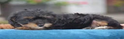 Yorkiepoo dogs for sale: Anya - Ad 9