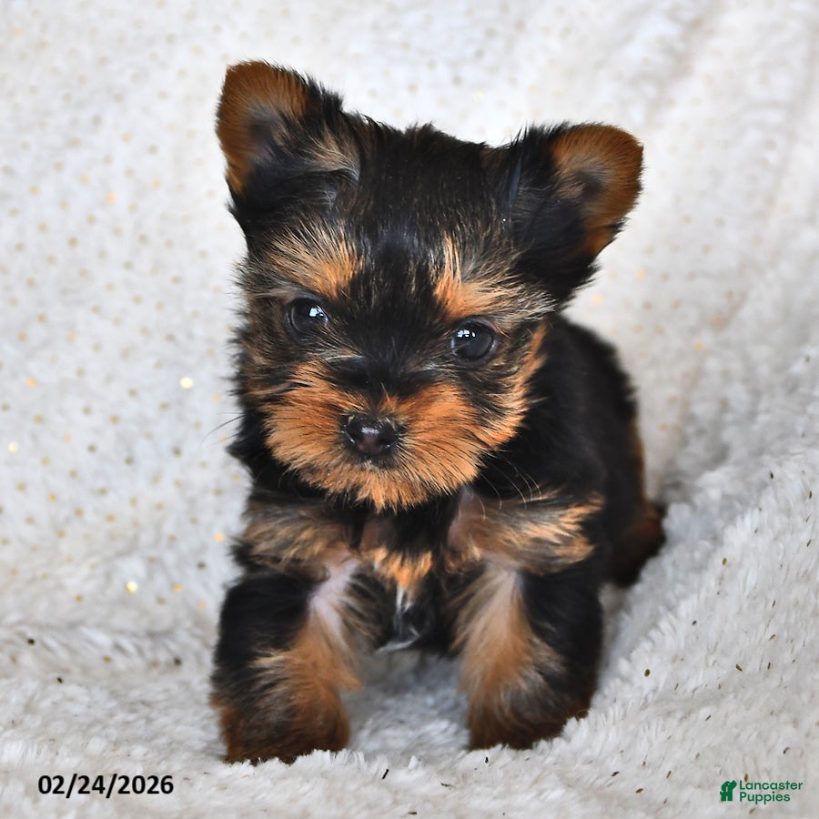 Yorkshire Terrier dogs Louie - Ad 2