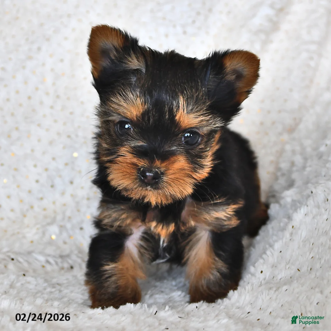 Yorkshire Terrier dogs for sale: Louie - Ad 2