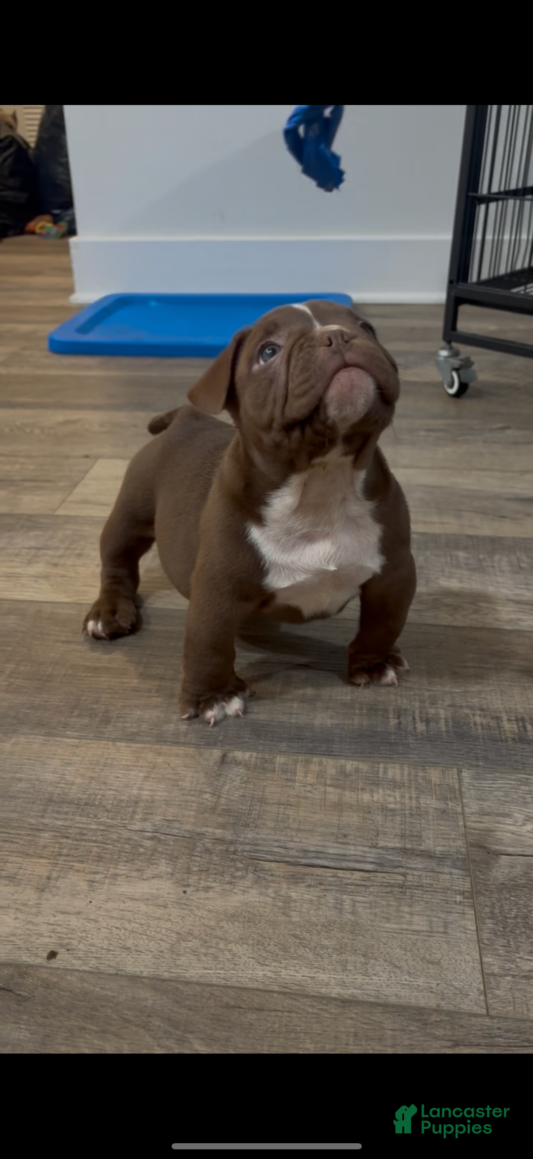 American Bully dogs for sale: American Bully Puppy 1 - Ad 3