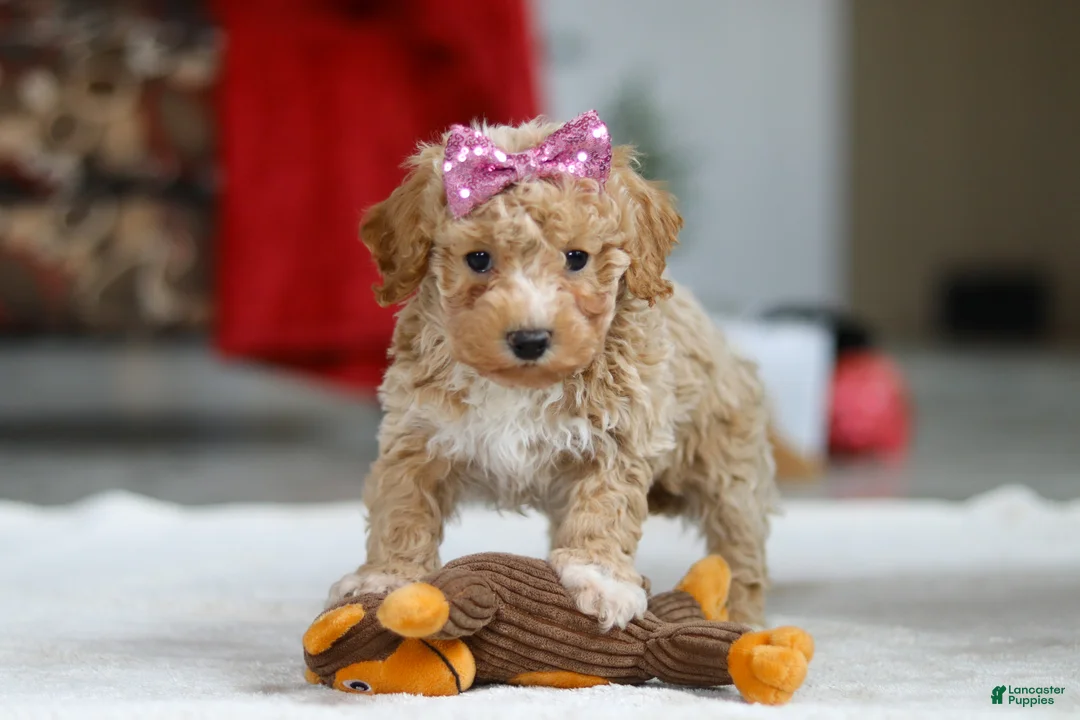 Bichpoo dogs for sale: Remi - Ad 1