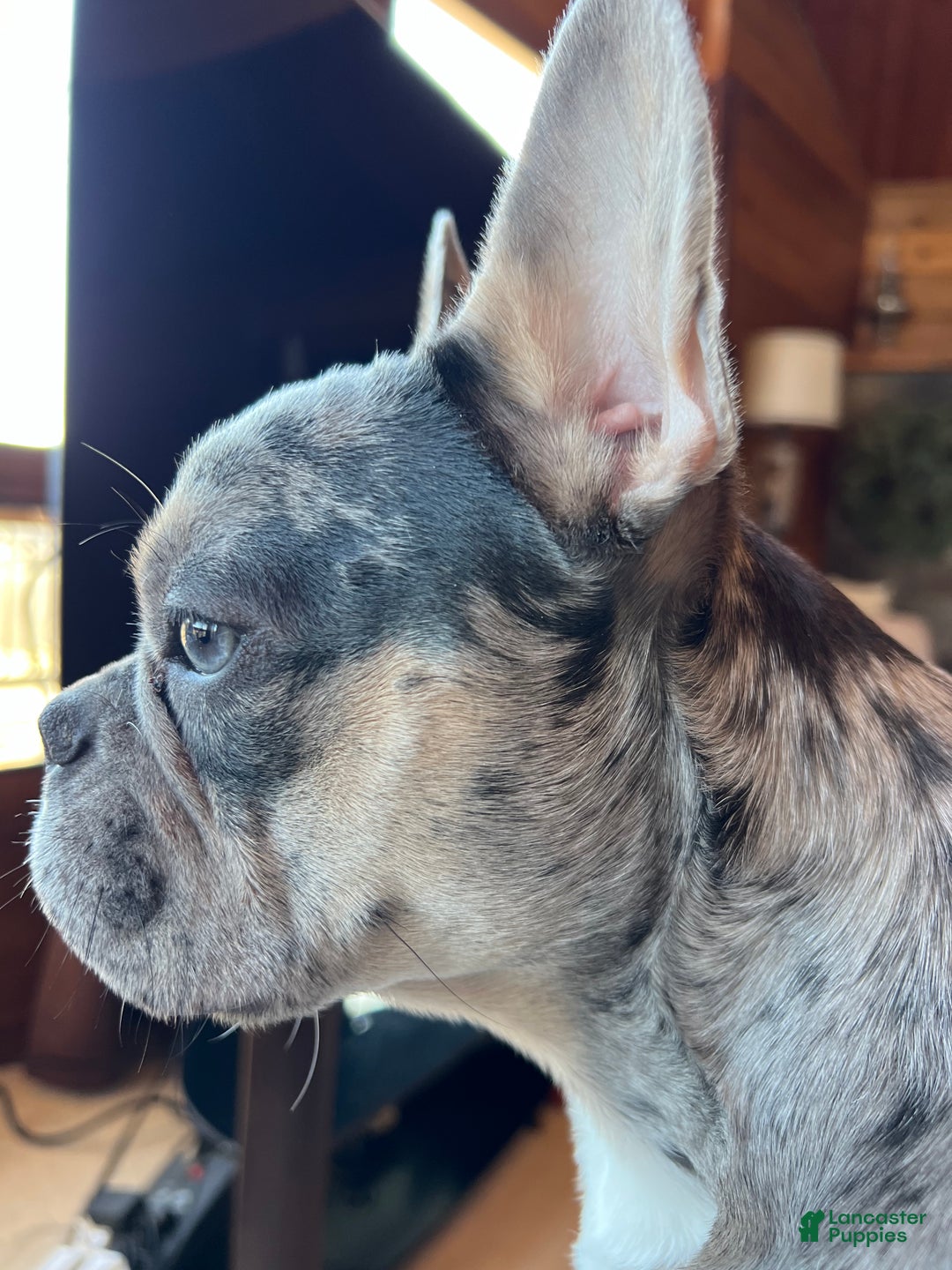 French Bulldog dogs for sale: ROSIE - Ad 11