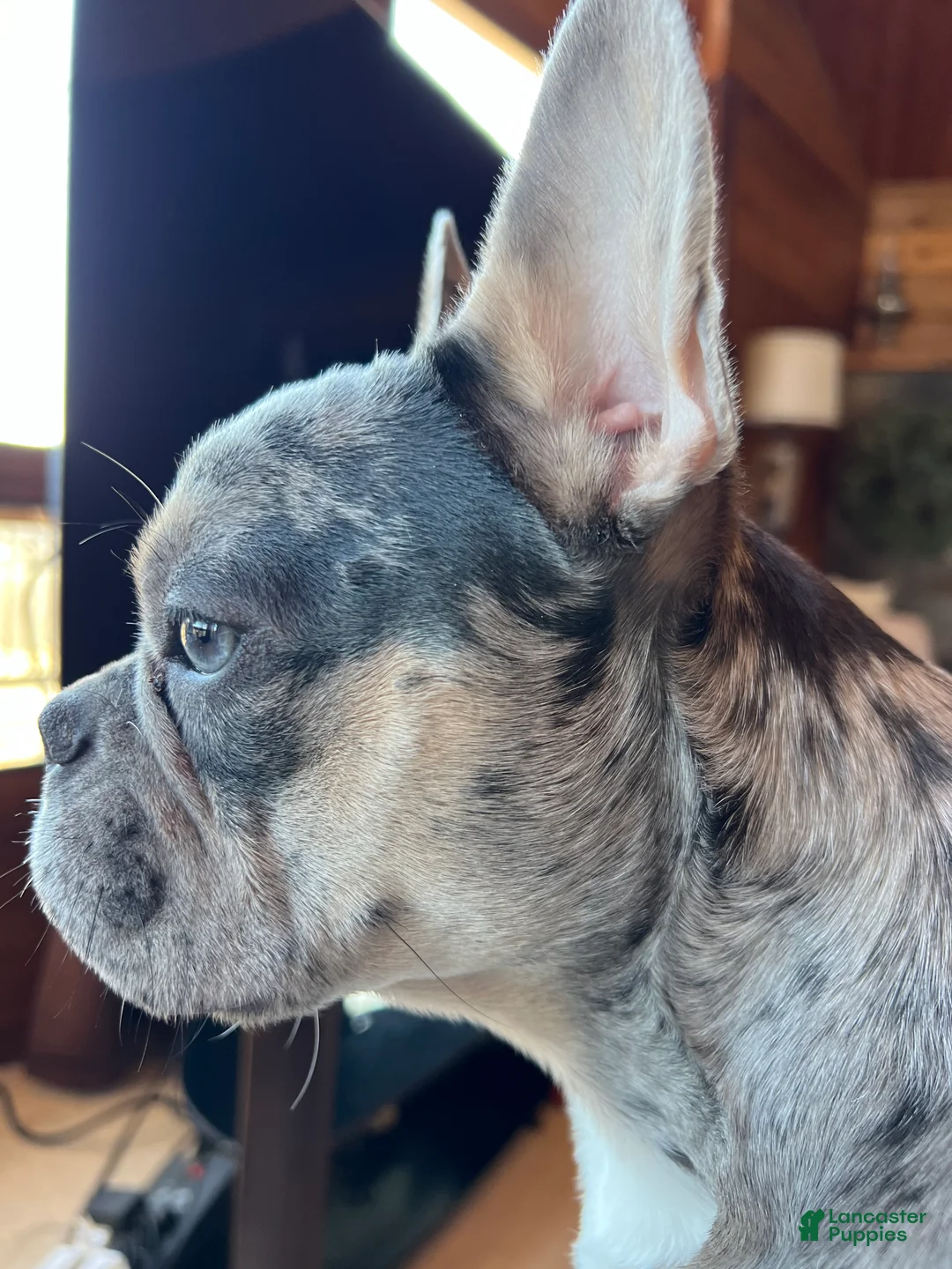 French Bulldog dogs for sale: DAISY - Ad 6