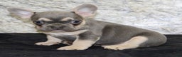 French Bulldog dogs for sale: Roger - Ad 4
